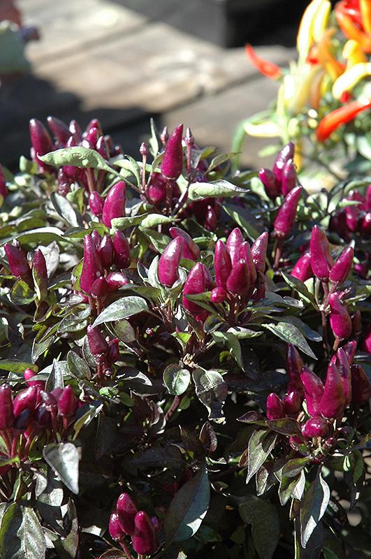 Pepper, Ornamental 'cupala' - View 15 from www redcrocus com