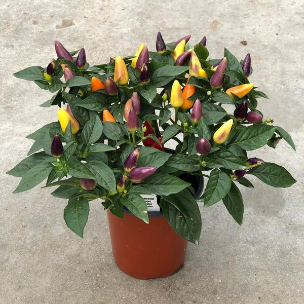 Pepper, Ornamental 'cupala' - View 17 from www redcrocus com