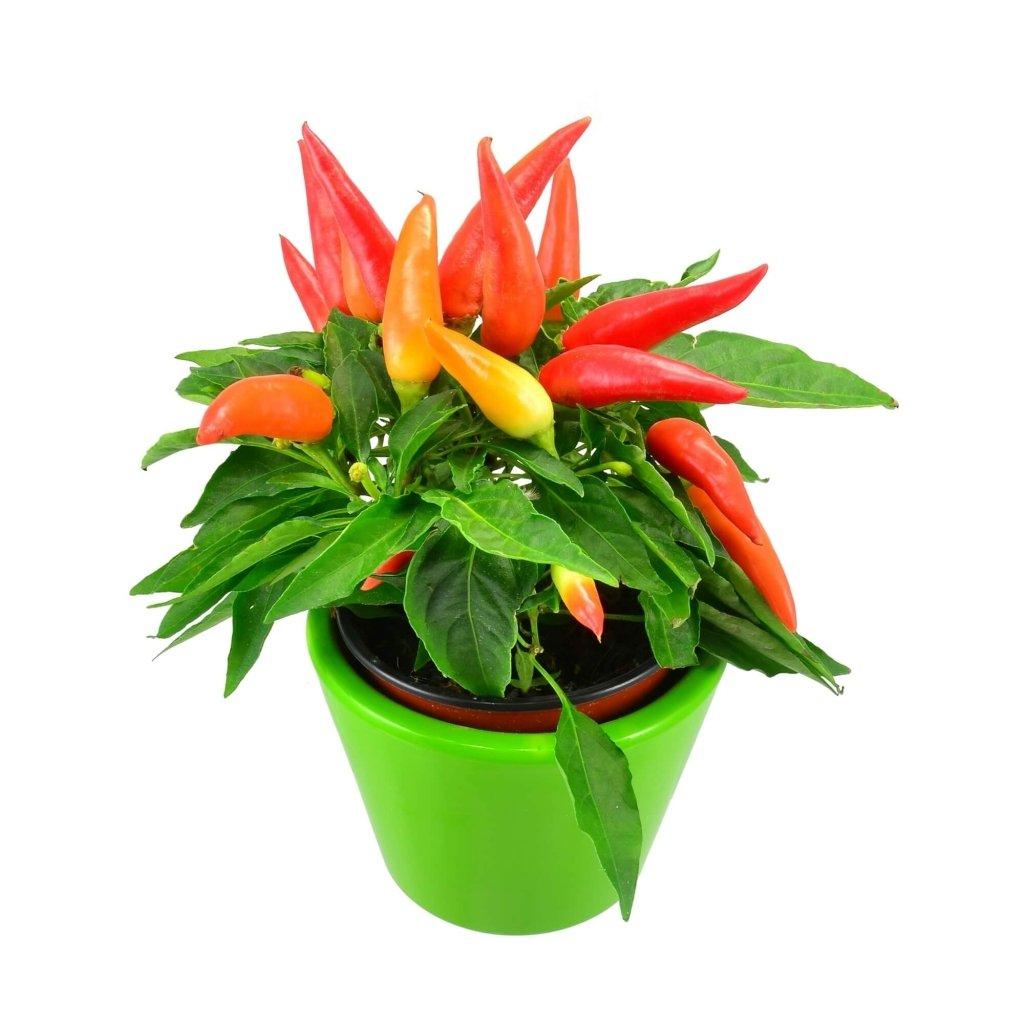 Pepper, Ornamental 'cupala' - View 2 from www redcrocus com