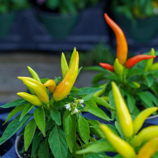 Pepper, Ornamental 'cupala' - View 3 from www redcrocus com