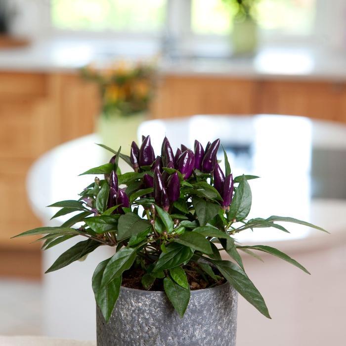 Pepper, Ornamental 'cupala' - View 5 from www redcrocus com