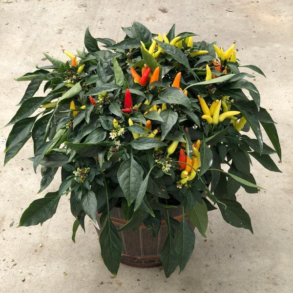 Pepper, Ornamental 'cupala' - View 6 from www redcrocus com