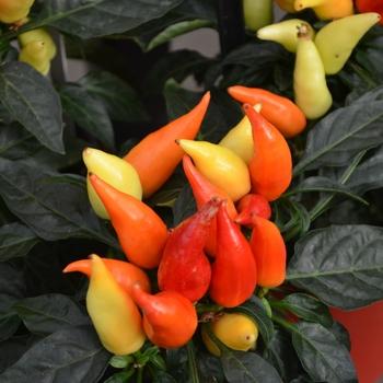 Pepper, Ornamental 'cupala' - View 7 from www redcrocus com