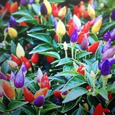 Pepper, Ornamental 'wicked' - View 10 from www redcrocus com
