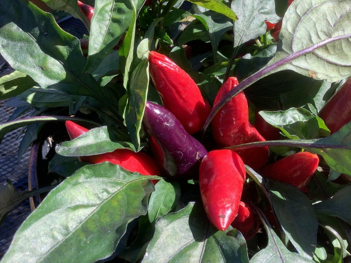 Pepper, Ornamental 'wicked' - View 11 from www redcrocus com