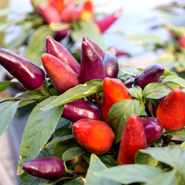 Pepper, Ornamental 'wicked' - View 1 from www redcrocus com