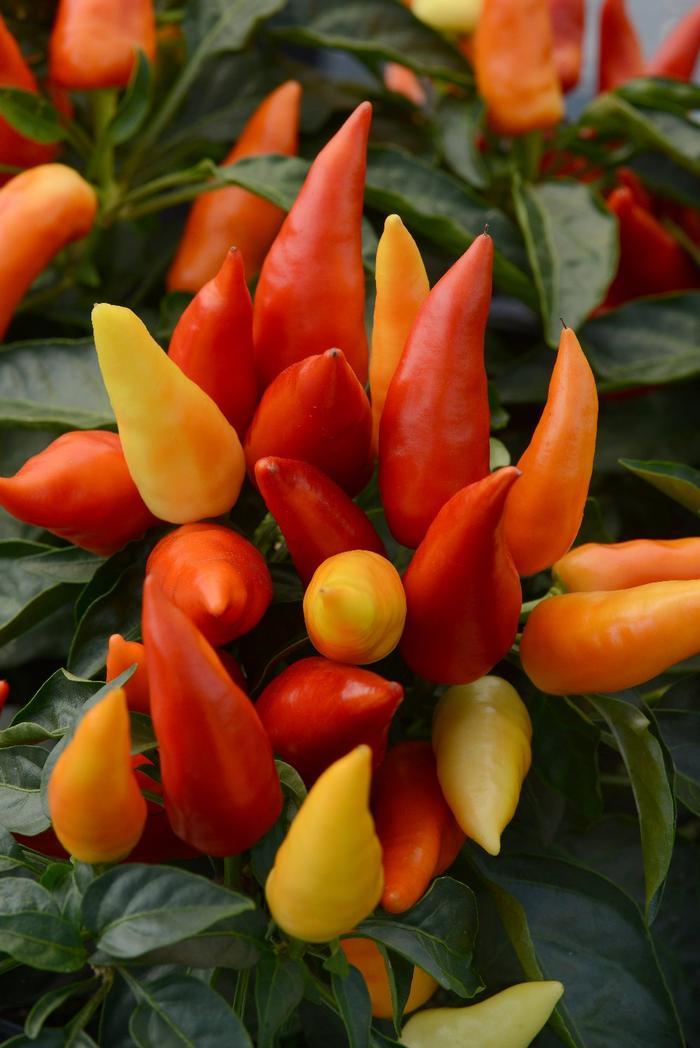 Pepper, Ornamental 'wicked' - View 2 from www redcrocus com
