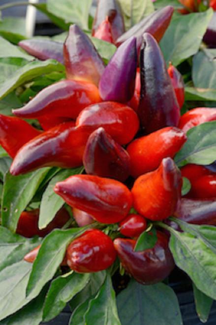 Pepper, Ornamental 'wicked' - View 3 from www redcrocus com
