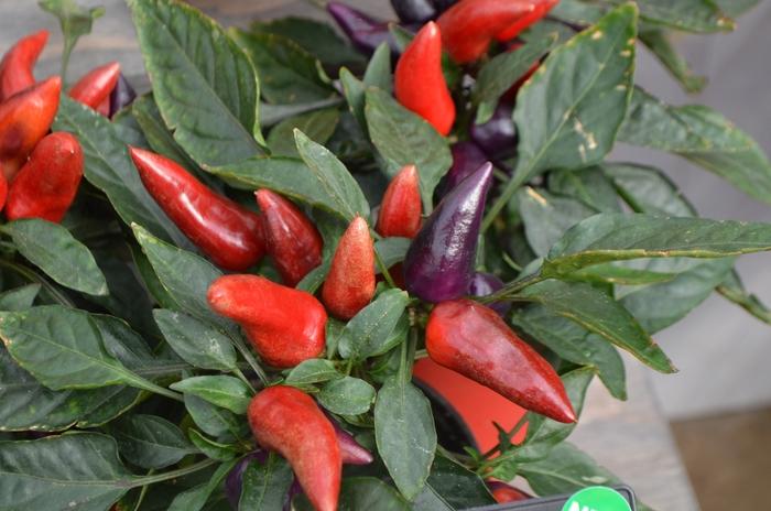 Pepper, Ornamental 'wicked' - View 4 from www redcrocus com