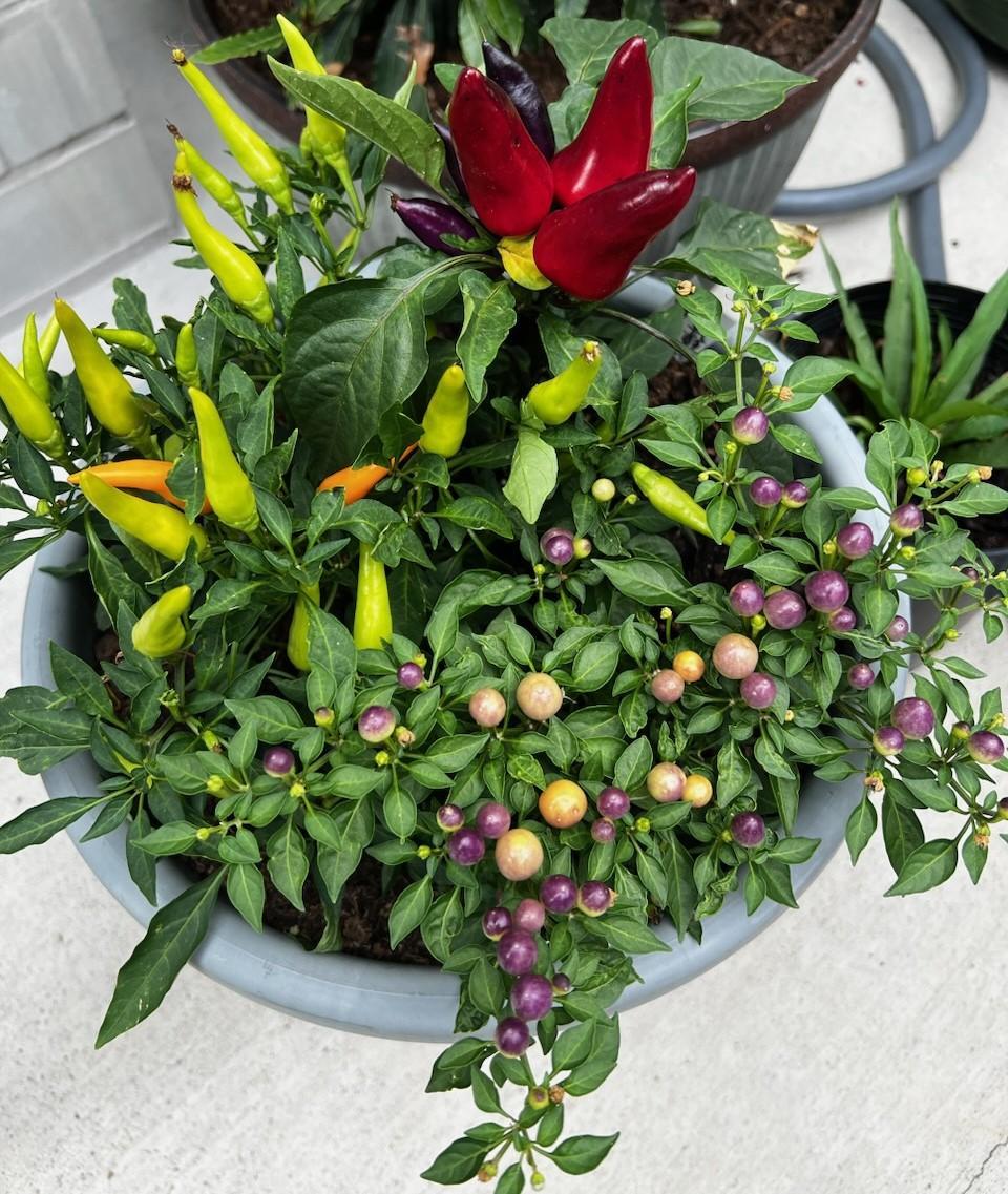 Pepper, Ornamental 'wicked' - View 7 from www redcrocus com