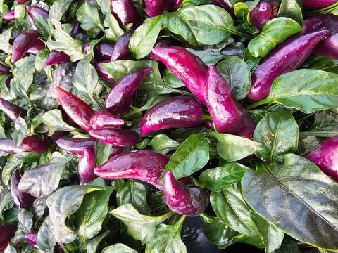 Pepper, Ornamental 'wicked' - View 9 from www redcrocus com