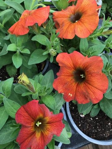 Petchoa 'supercal Premium Cinnamon' - View 11 from www redcrocus com
