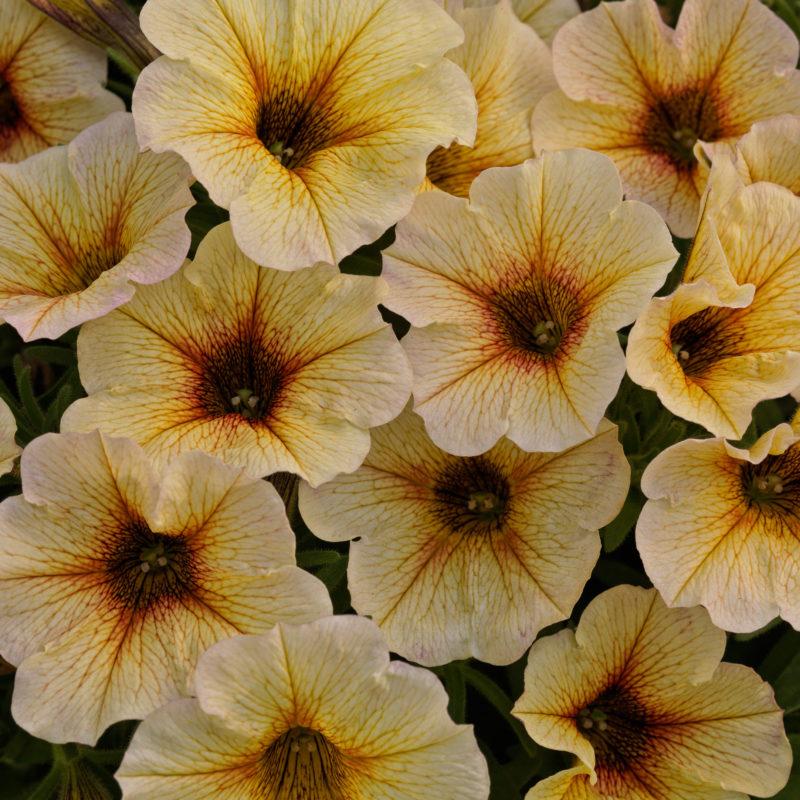 Petchoa 'supercal Premium Cinnamon' - View 12 from www redcrocus com