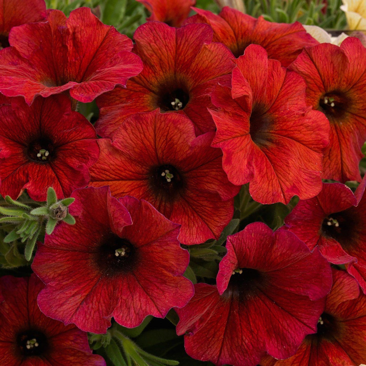 Petchoa 'supercal Premium Cinnamon' - View 13 from www redcrocus com