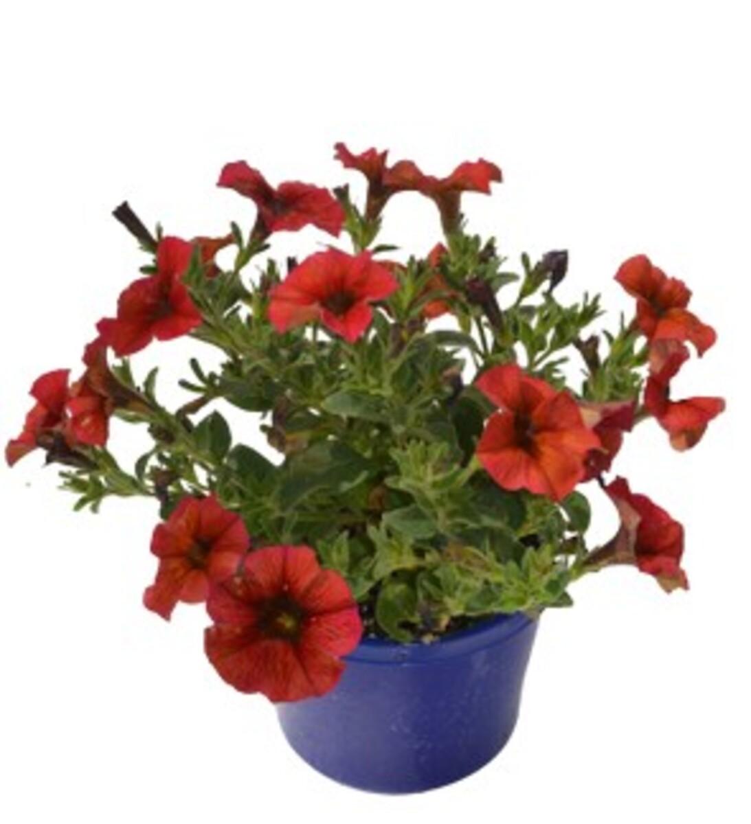 Petchoa 'supercal Premium Cinnamon' - View 15 from www redcrocus com
