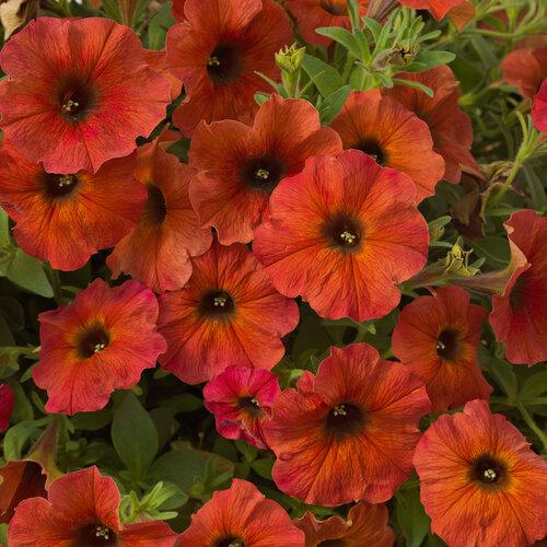 Petchoa 'supercal Premium Cinnamon' - View 2 from www redcrocus com