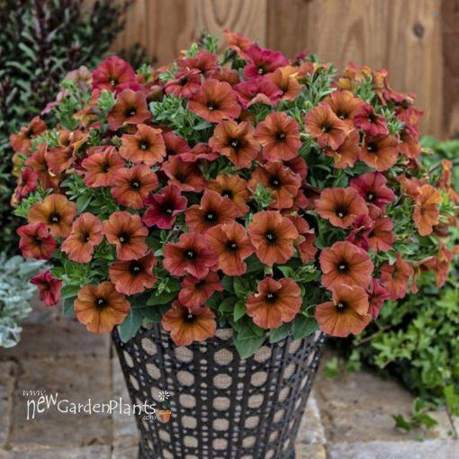 Petchoa 'supercal Premium Cinnamon' - View 3 from www redcrocus com