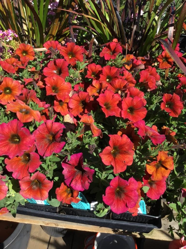 Petchoa 'supercal Premium Cinnamon' - View 5 from www redcrocus com