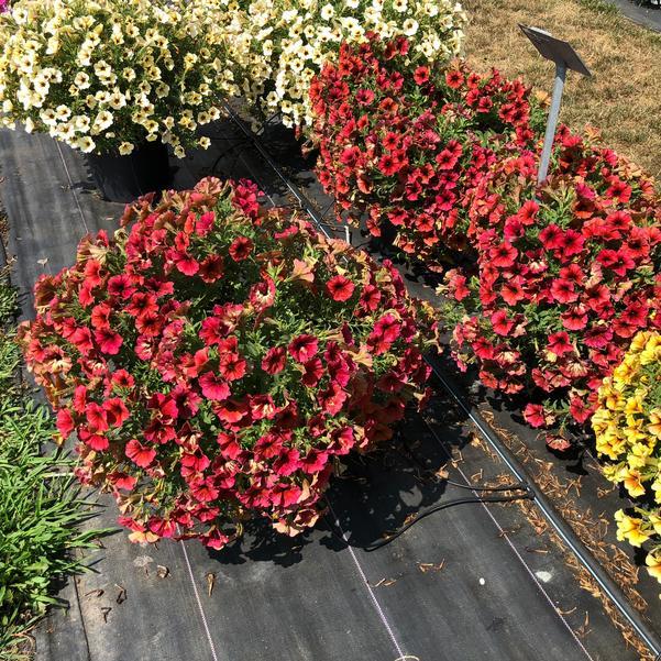 Petchoa 'supercal Premium Cinnamon' - View 6 from www redcrocus com