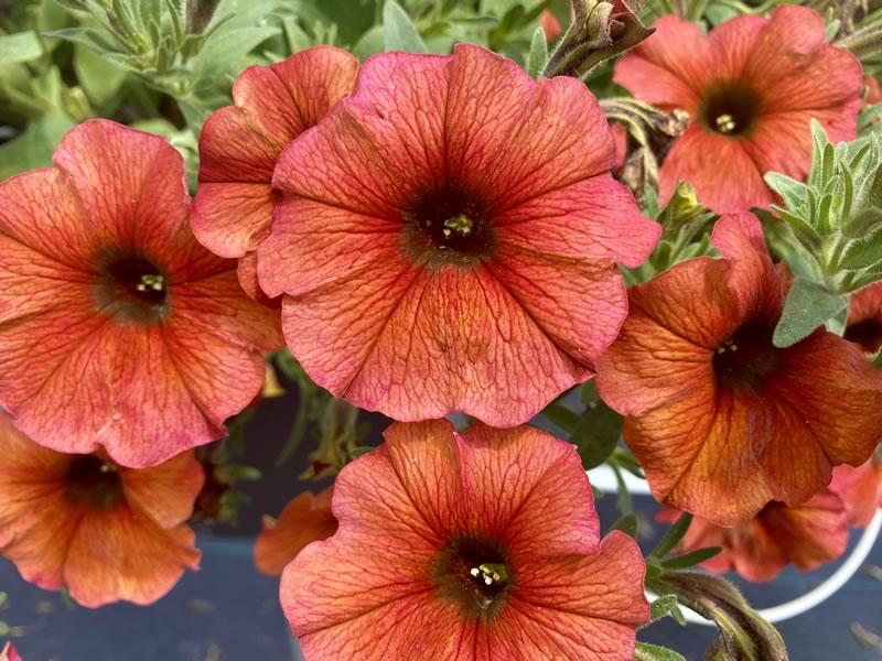 Petchoa 'supercal Premium Cinnamon' - View 7 from www redcrocus com