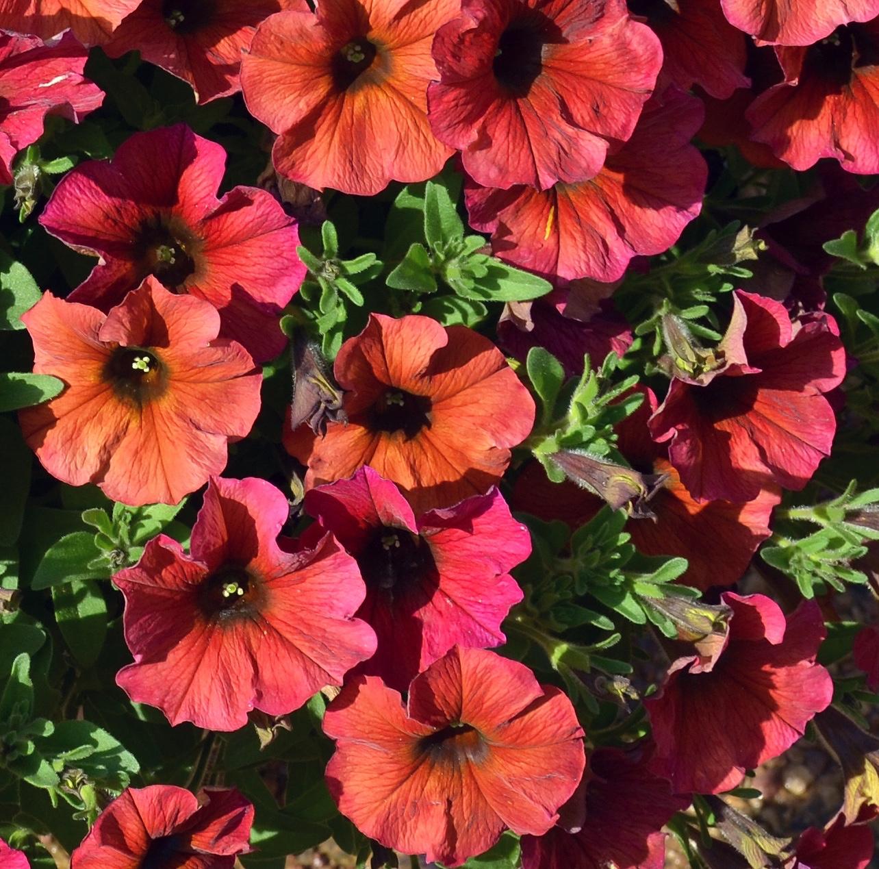Petchoa 'supercal Premium Cinnamon' - View 8 from www redcrocus com