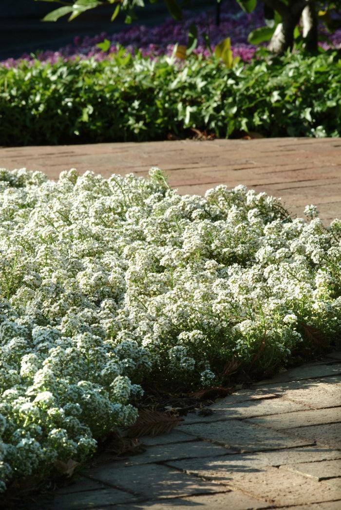 Alyssum 'clear Crystal White' - View 10 from www redcrocus com