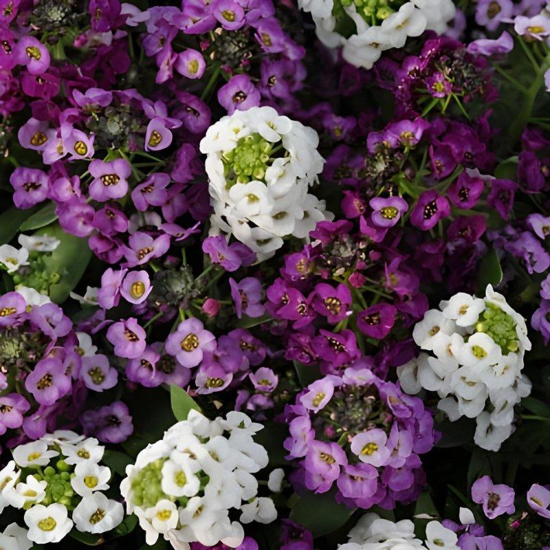 Alyssum 'clear Crystal White' - View 11 from www redcrocus com