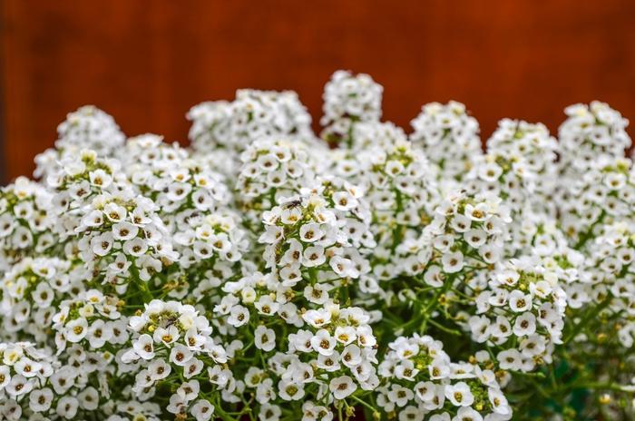 Alyssum 'clear Crystal White' - View 7 from www redcrocus com