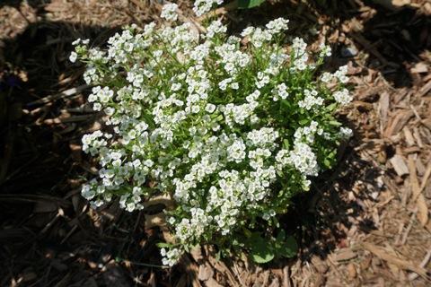 Alyssum 'clear Crystal White' - View 8 from www redcrocus com