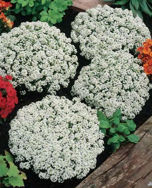 Alyssum 'clear Crystal White' - View 9 from www redcrocus com