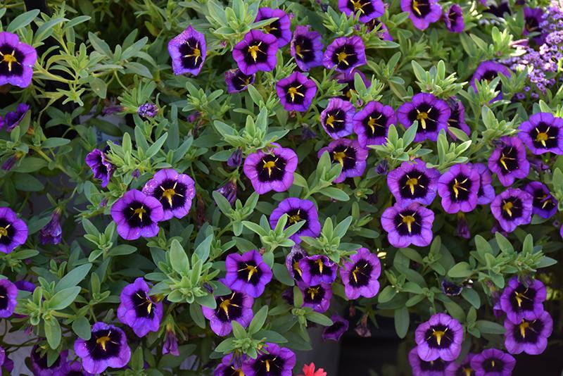Calibrachoa 'cabaret Midnight Kiss' - View 1 from www redcrocus com