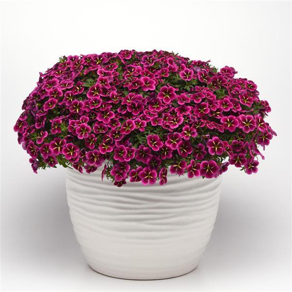 Calibrachoa 'cabaret Midnight Kiss' - View 2 from www redcrocus com
