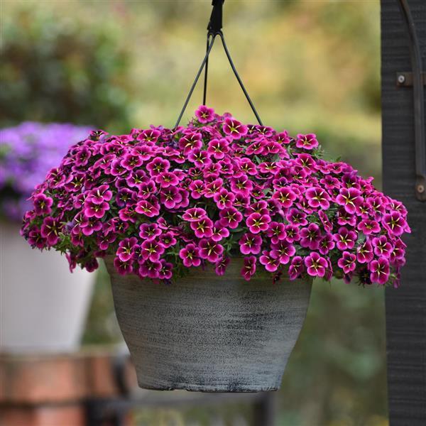 Calibrachoa 'cabaret Midnight Kiss' - View 3 from www redcrocus com