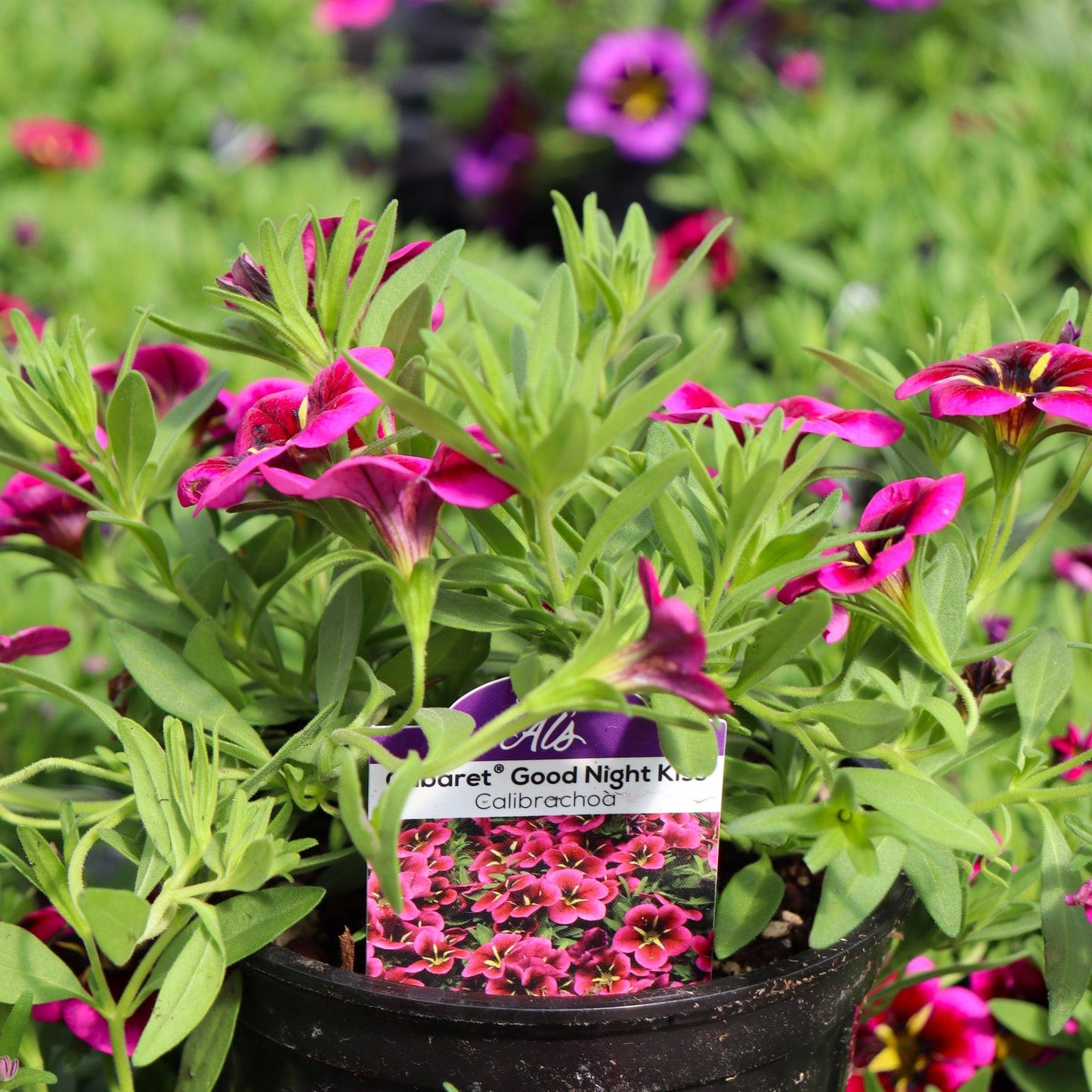 Calibrachoa 'cabaret Midnight Kiss' - View 7 from www redcrocus com
