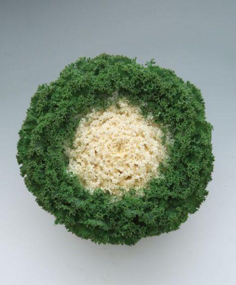 Kale 'kamome Bright Red' - View 16 from www redcrocus com