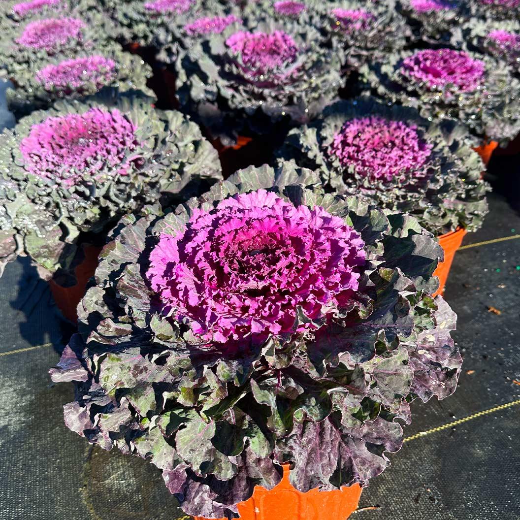 Kale 'kamome Bright Red' - View 19 from www redcrocus com