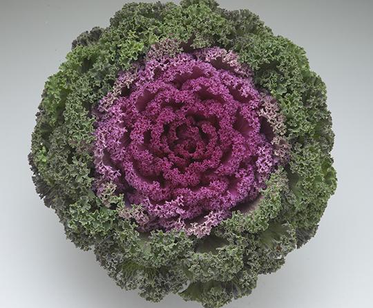 Kale 'kamome Bright Red' - View 20 from www redcrocus com