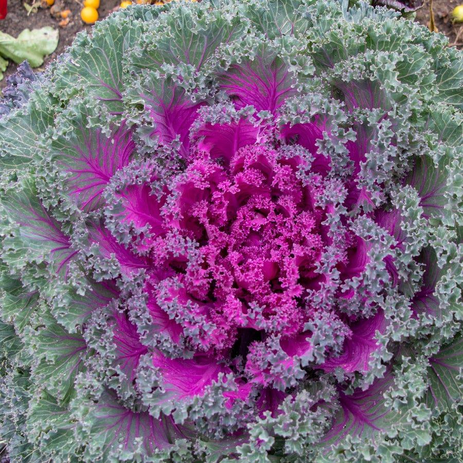 Kale 'kamome Bright Red' - View 21 from www redcrocus com