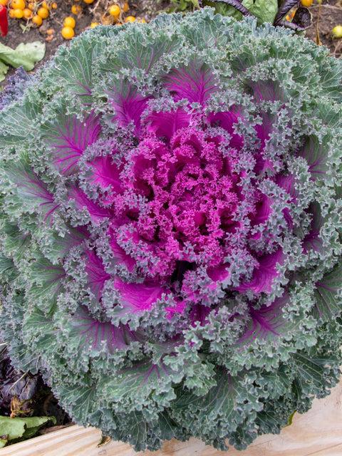 Kale 'kamome Bright Red' - View 26 from www redcrocus com