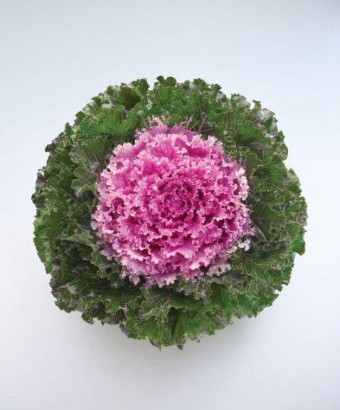 Kale 'kamome Bright Red' - View 28 from www redcrocus com