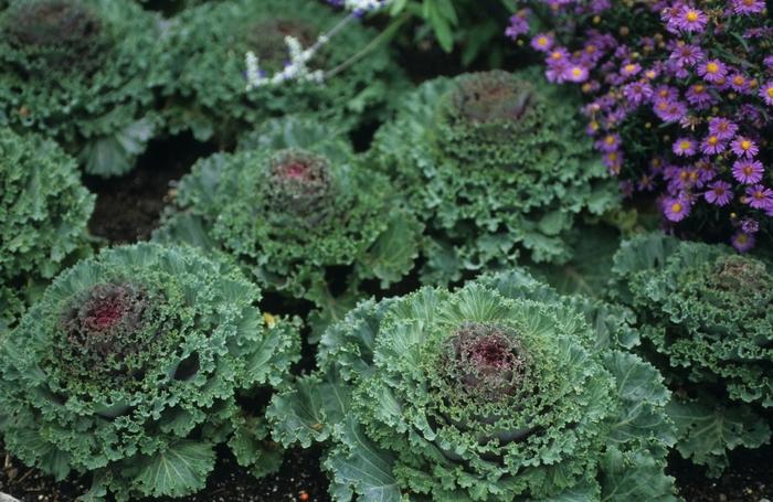 Kale 'kamome Bright Red' - View 29 from www redcrocus com