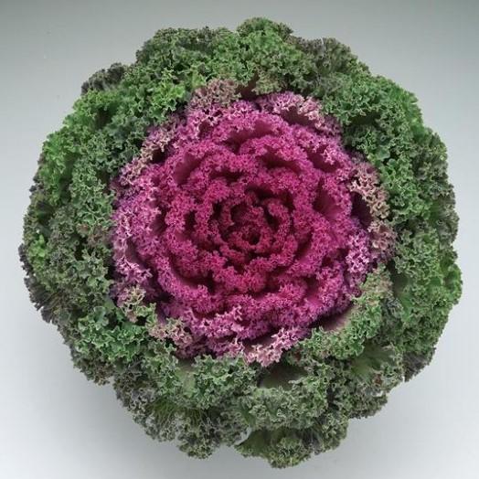 Kale 'kamome Bright Red' - View 6 from www redcrocus com