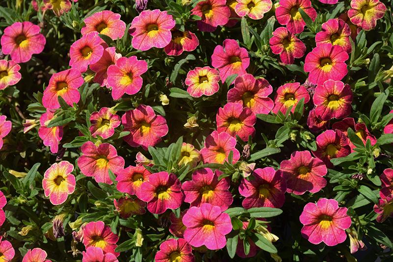 Calibrachoa 'cabaret Pink' - View 10 from www redcrocus com