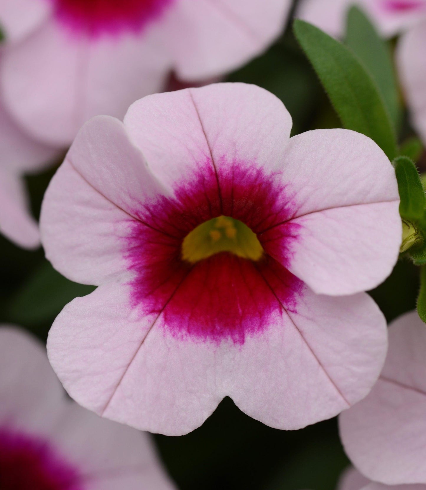 Calibrachoa 'cabaret Pink' - View 11 from www redcrocus com