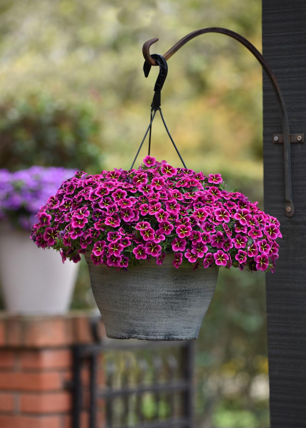 Calibrachoa 'cabaret Pink' - View 12 from www redcrocus com