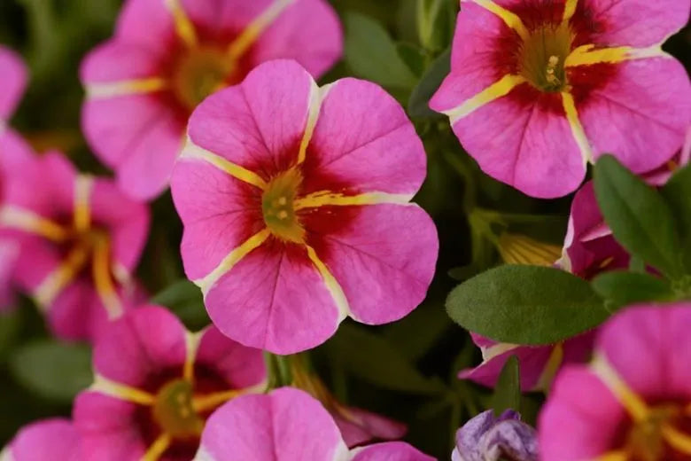 Calibrachoa 'cabaret Pink' - View 2 from www redcrocus com