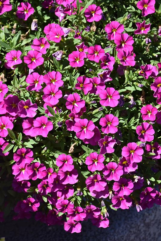 Calibrachoa 'cabaret Pink' - View 3 from www redcrocus com