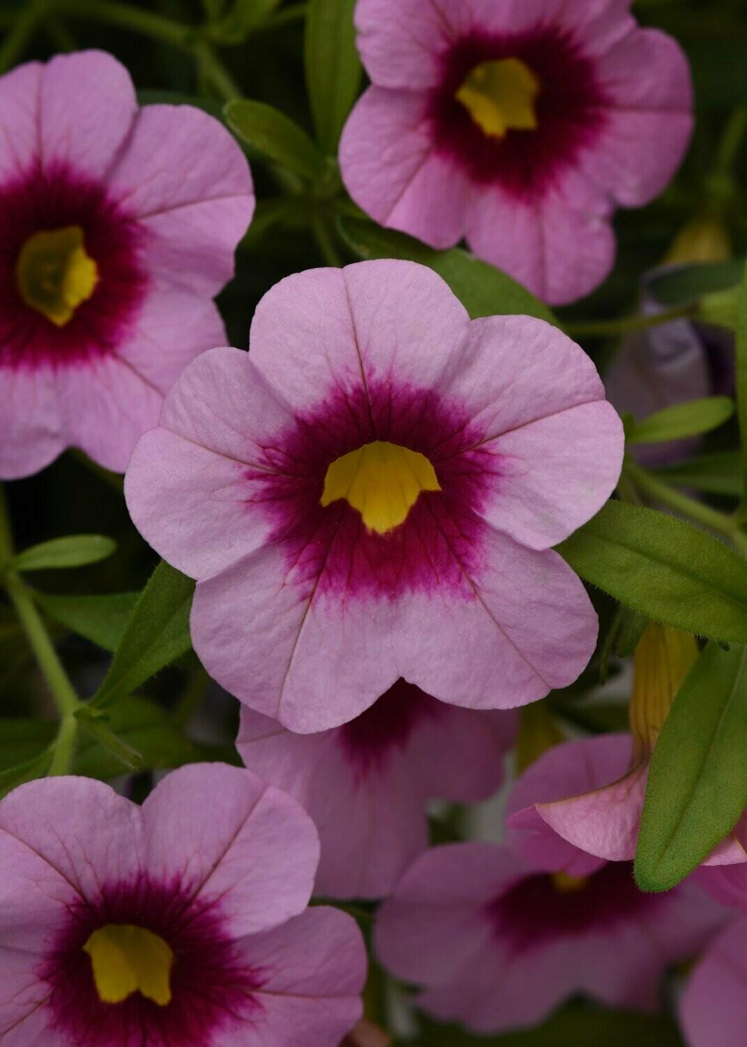 Calibrachoa 'cabaret Pink' - View 4 from www redcrocus com