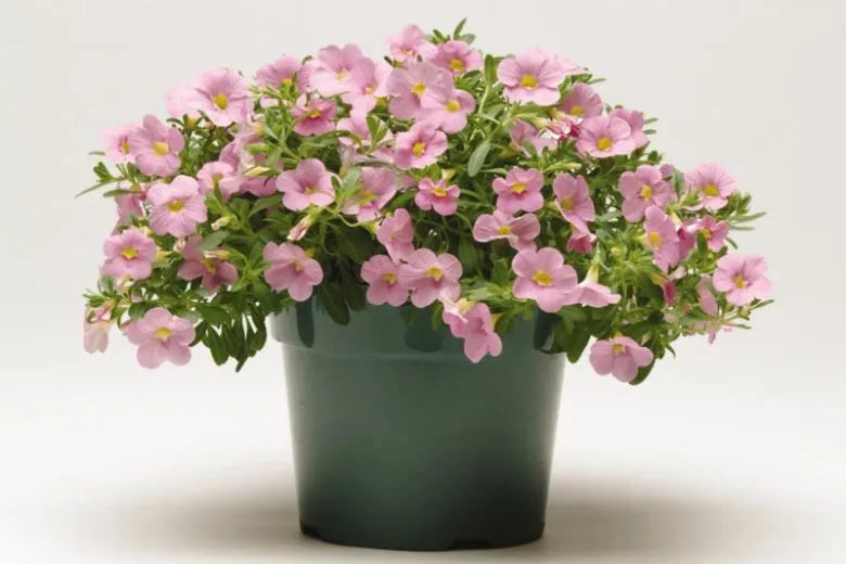 Calibrachoa 'cabaret Pink' - View 7 from www redcrocus com
