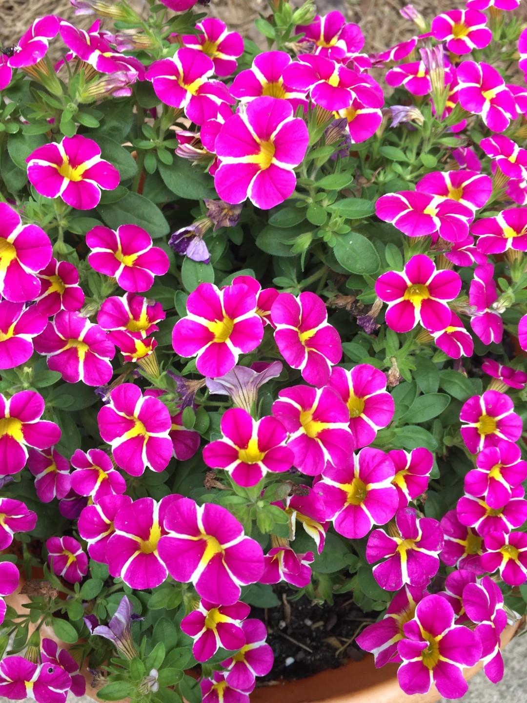Calibrachoa 'cabaret Pink' - View 8 from www redcrocus com